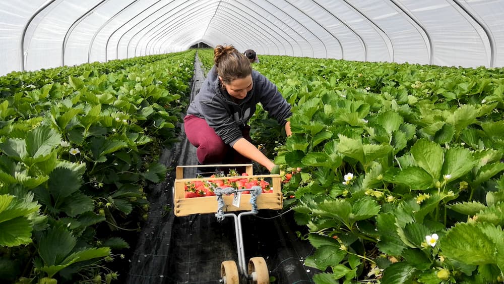 Mitarbeiterin Frau pflückt Erdbeeren im Erdbeertunnel von Erdbeerland Ernst & Funck