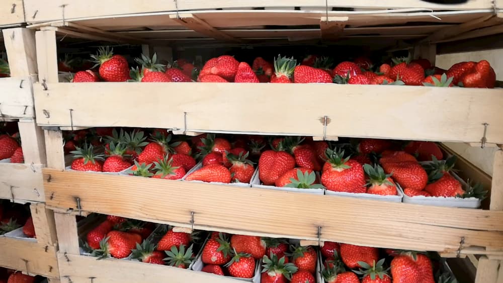 Erdbeeren zum Verkauf Erdbeerland Ernst & Funck