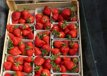 Erdbeeren in Erdbeerschalen von Erdbeerland Ernst & Funck