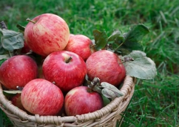 Bild von einem Korb voll mit roten Äpfeln von Erdbeerland Ernst & Funck
