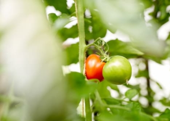 Bild von grünen und roten Tomaten an Tomatengewächs Gewächshaus Tomatenfeld von Erdbeerland Ernst & Funck