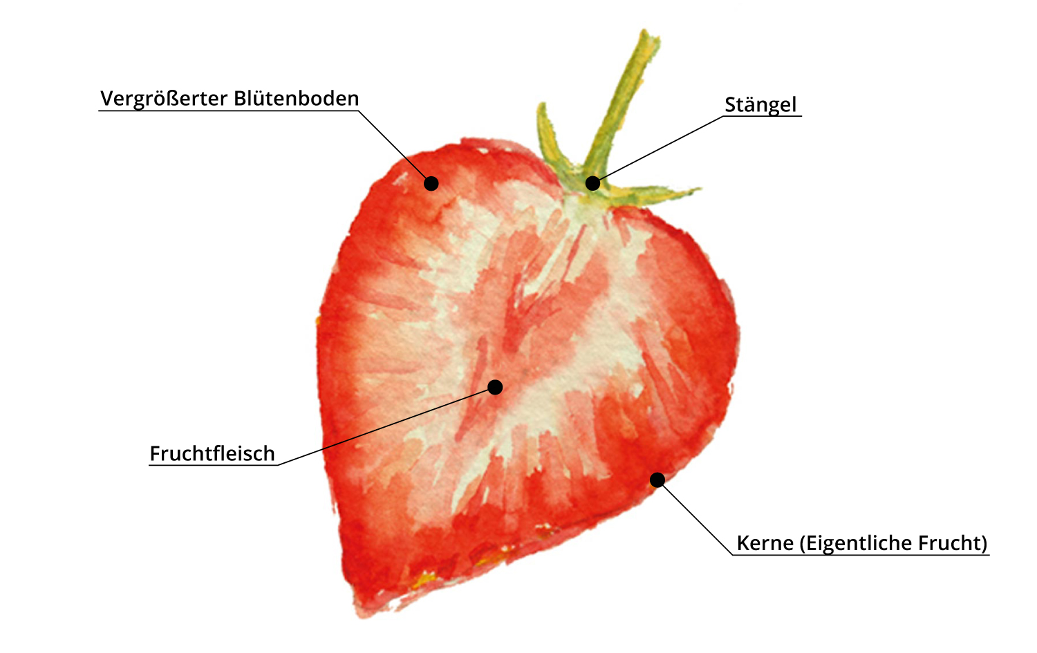 Anatomie einer Erdbeere von Erdbeerland Ernst & Funck