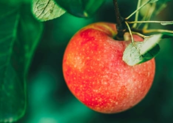 Bild von einem roten Apfel an einem Apfelbaum von Erdbeerland Ernst & Funck