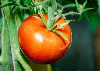 Bild von einer roten Tomate an einem Tomatengewächs von Erdbeerland Ernst & Funck