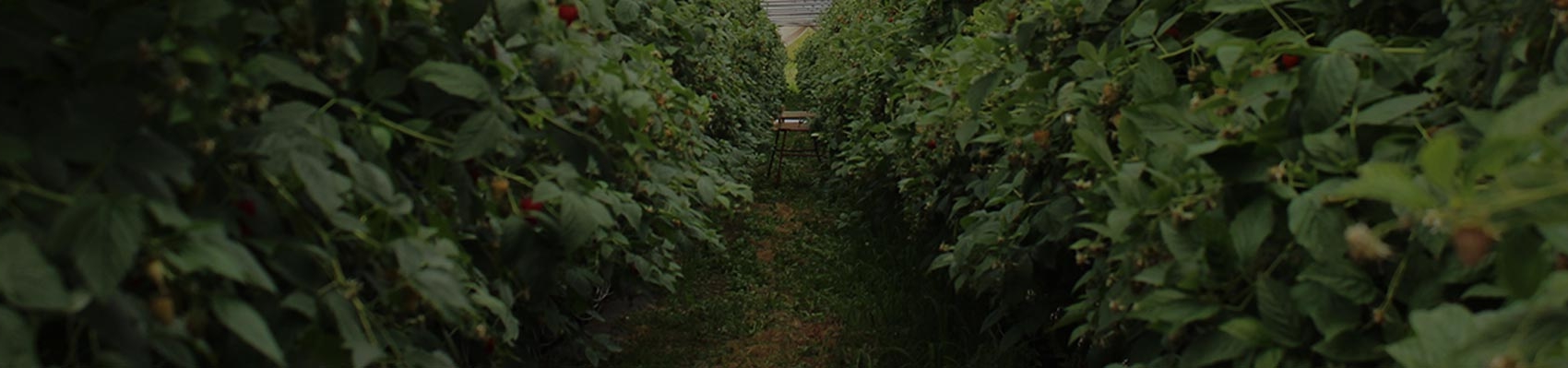 Bild von einem Durchgang Himbeerfeld Himbeeren von Erdbeerland Ernst & Funck