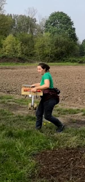 Angestelle mit frisch gepflückten Erdbeeren auf dem Weg zum Sammelstand